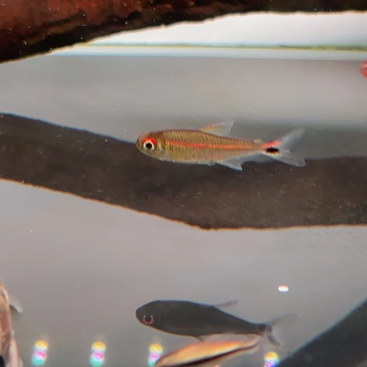 @***生灯科鱼赤赤黑一条