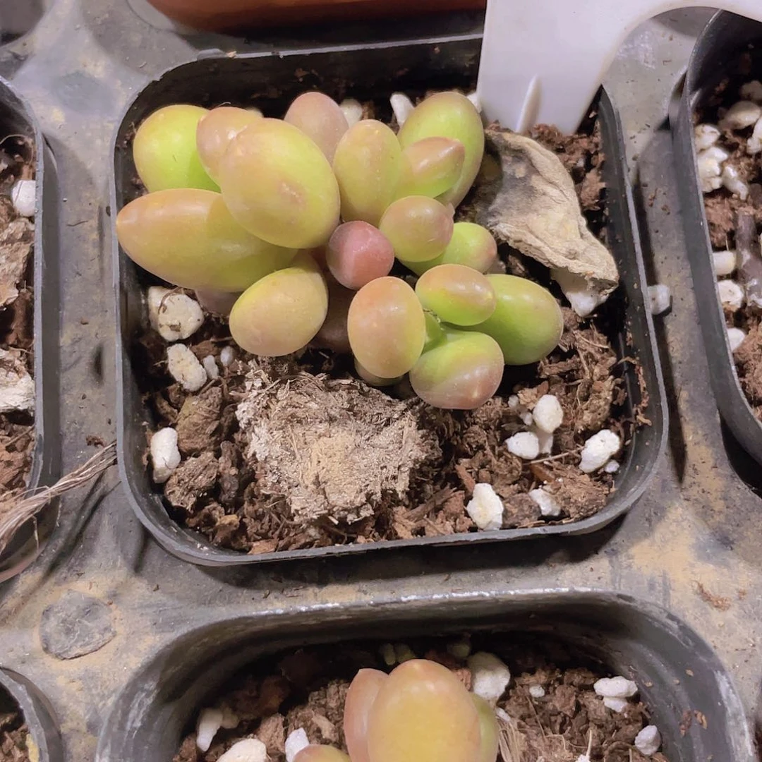 敏*芒果奶w007一物一拍