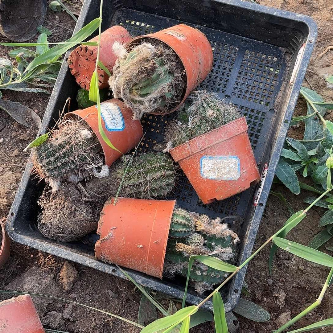 198 号瑕疵瘦小无售后