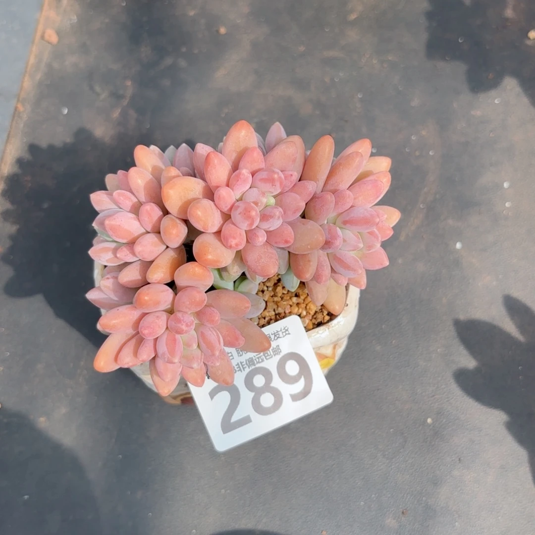 星黛露无盆土发货