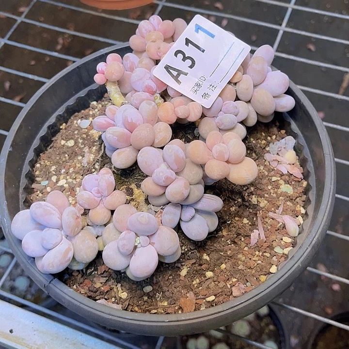 朵***朵一个人吃完午饭去图书331