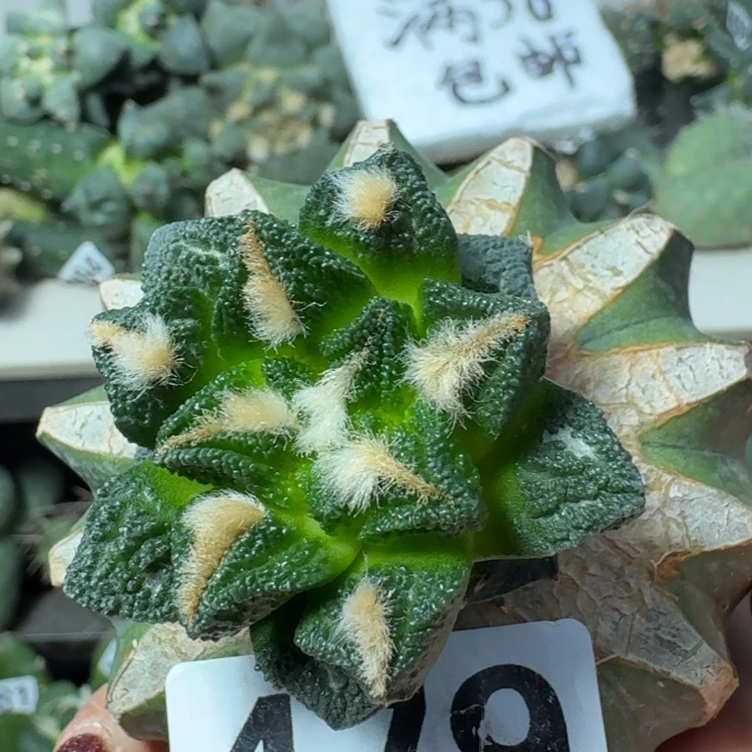 【闪购商品】无花朵王*辛顿479