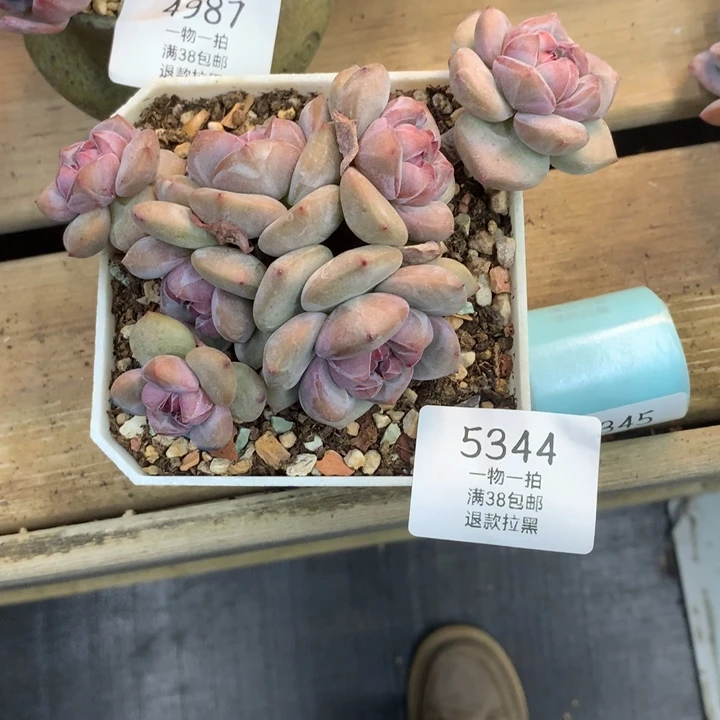 甜****5344甜心专拍石榴籽默认有砍