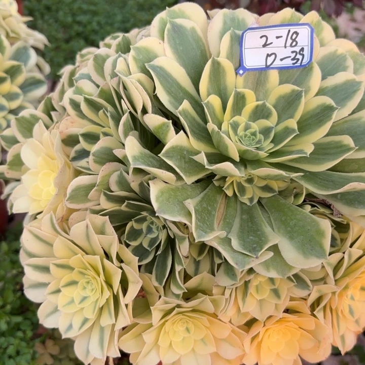 绿豆沙多肉断枝不包39