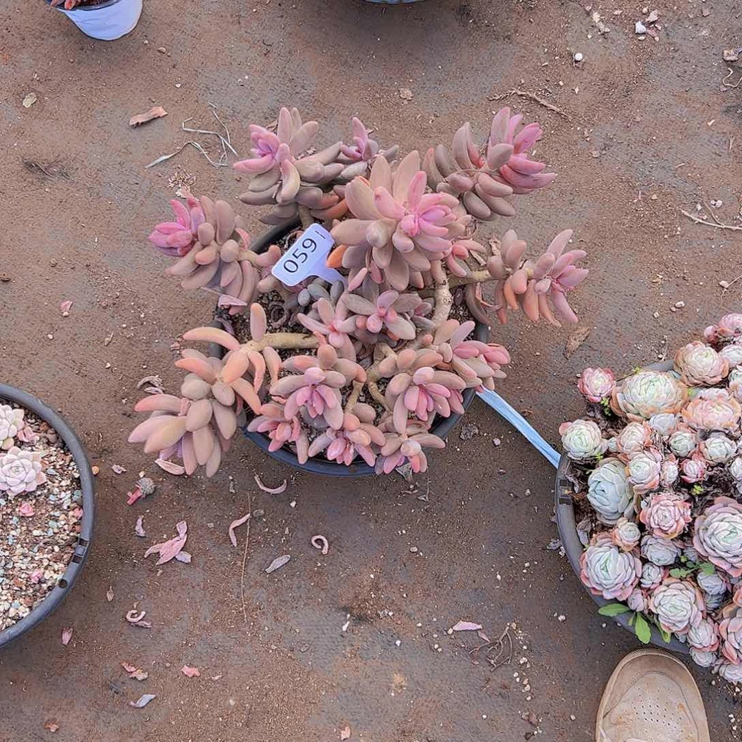 洐***?059红手指30不售后