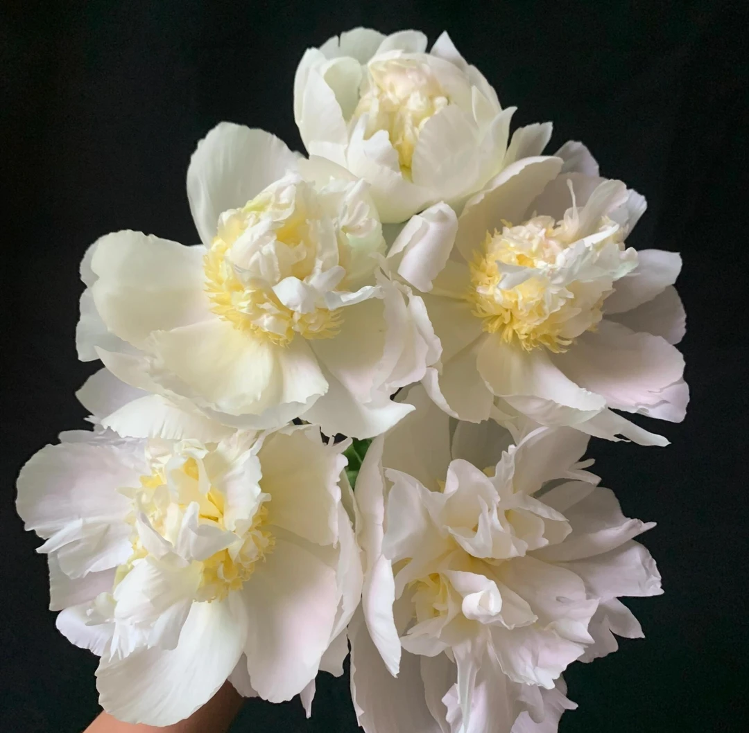 【现货-婚礼派对】芍药进口A+级反季节牡丹芍药鲜切花 菏泽基地直发