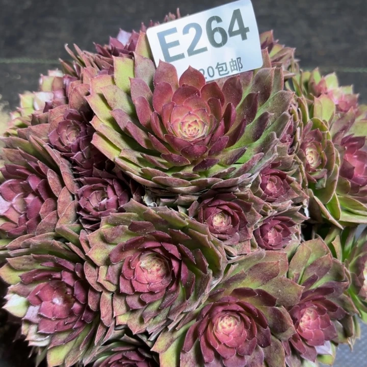 瑞妈多肉园艺是264