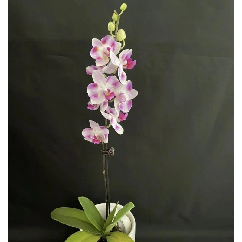 天空精品蝴蝶兰室内绿植花卉盆景