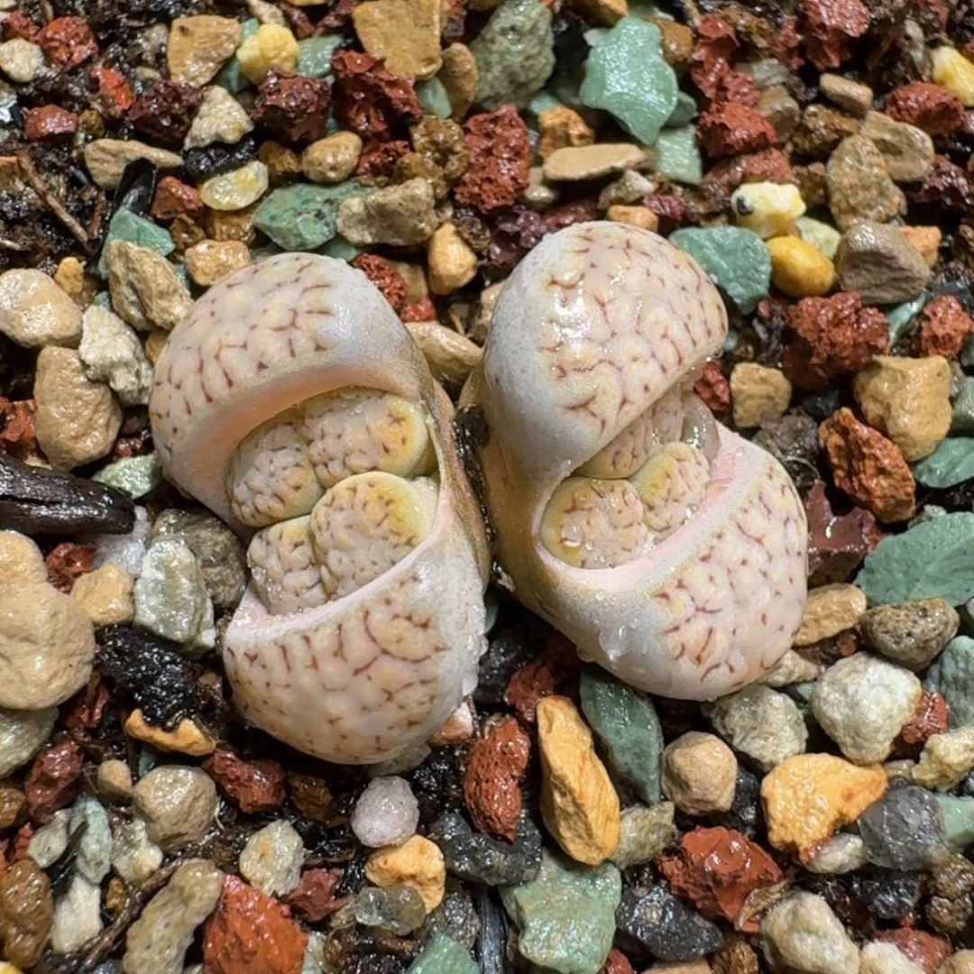 瑶**圆0129-16饼干1621.6