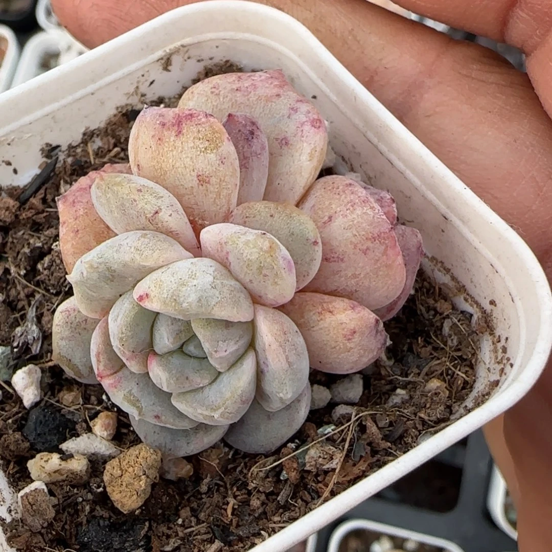 多肉小卡拉米糖心一物一拍