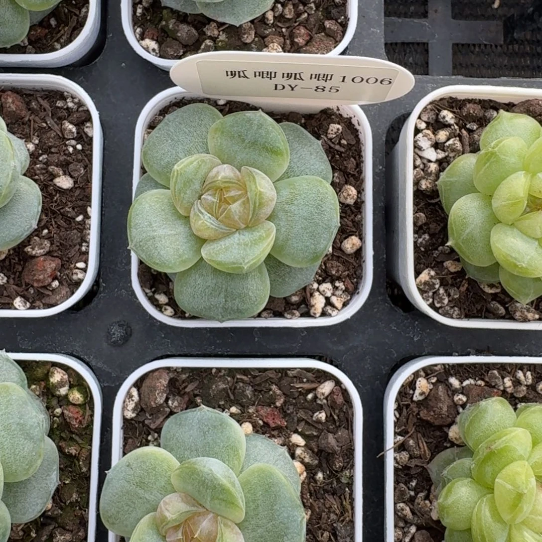 1006-085-猕猴桃3001量拍一颗