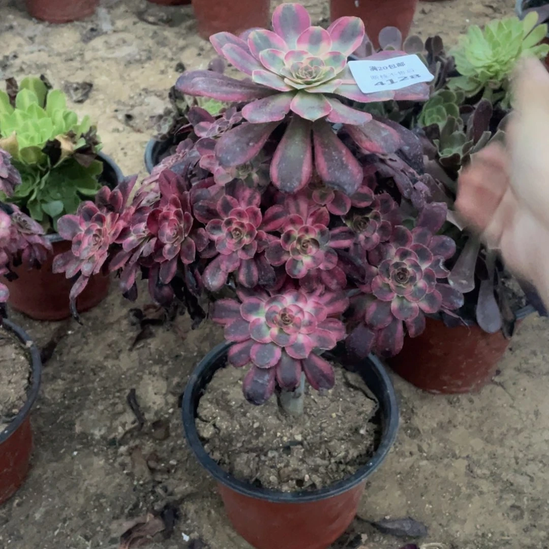 4128香奈儿法师多肉断枝不包