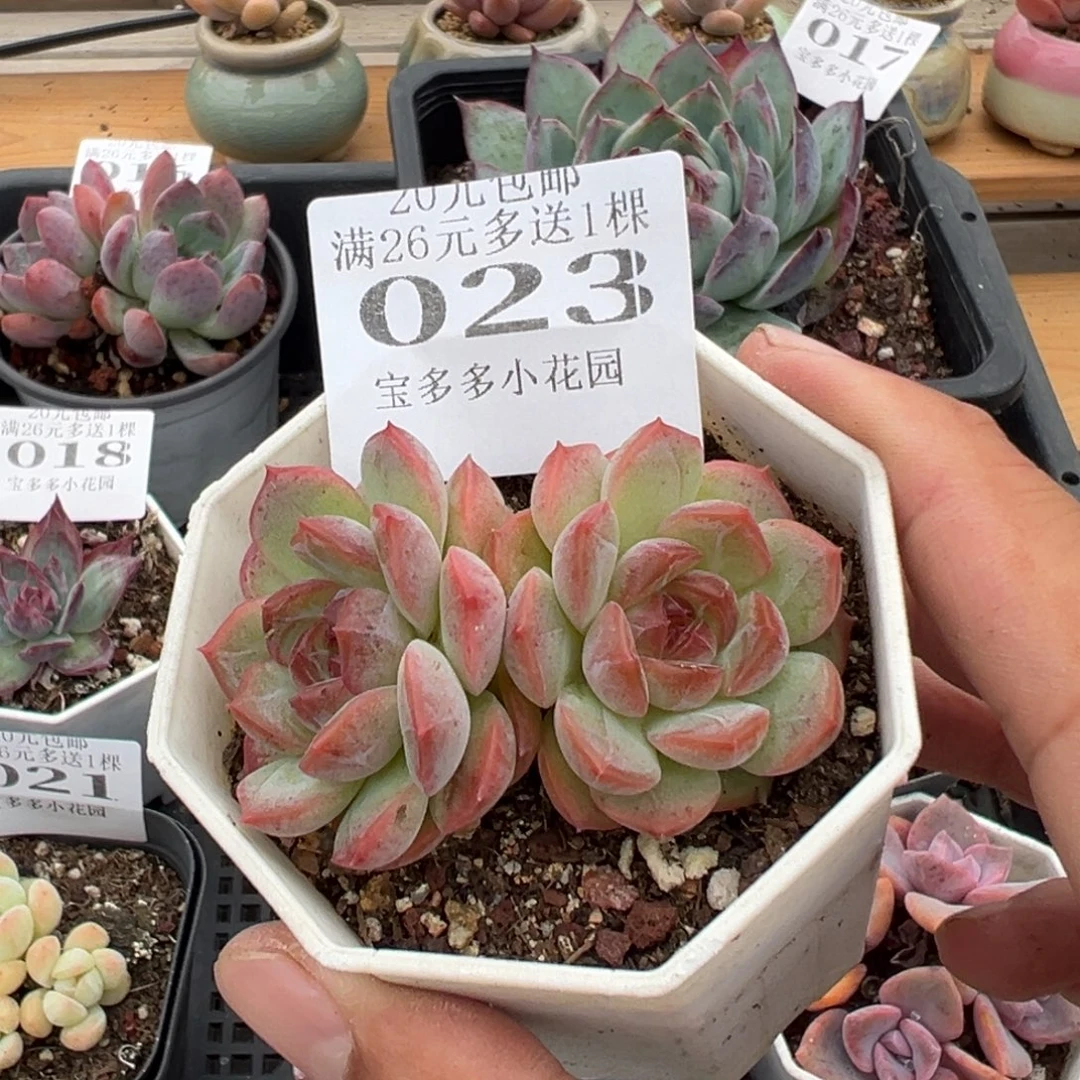 诺***诺琴心双头一物一拍多肉满20元包邮