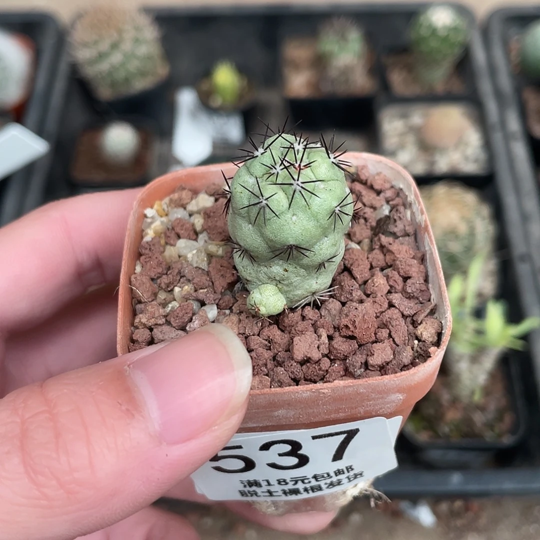 537帝王丸（满18包邮）