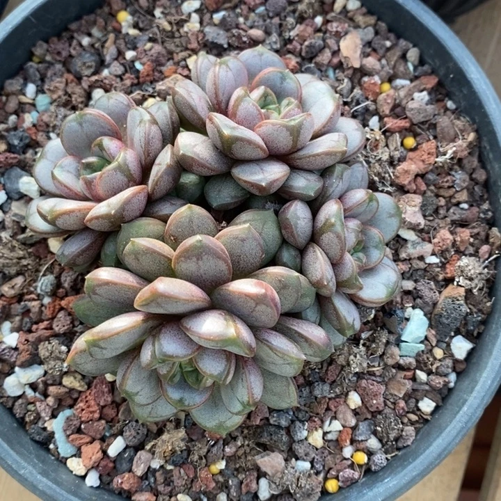 D465- 直播福利 葡萄群生