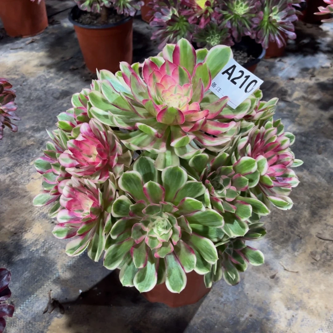 多肉植物孔雀翎210多肉