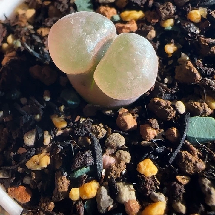 多肉植物风铃玉一颗11号