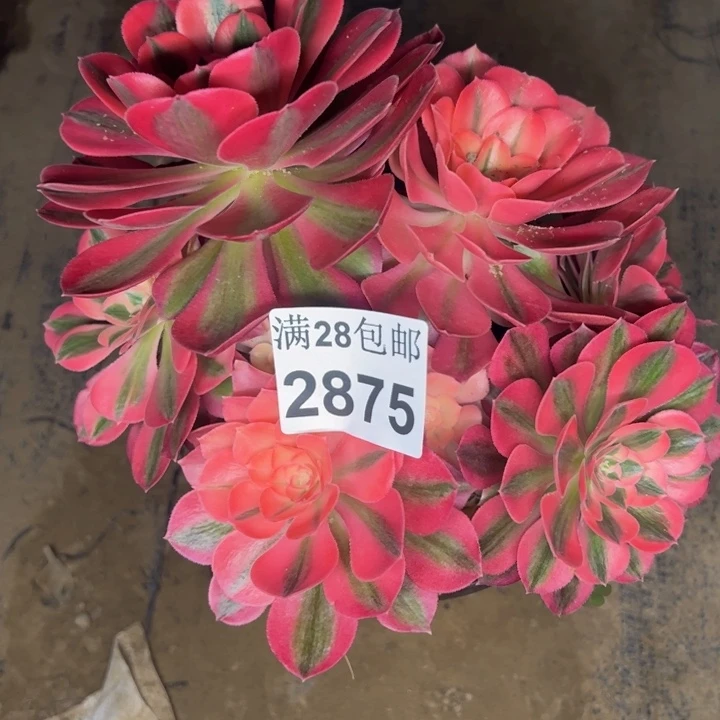 2875女巫多肉植物