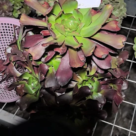 142巫毒法师花花外卖