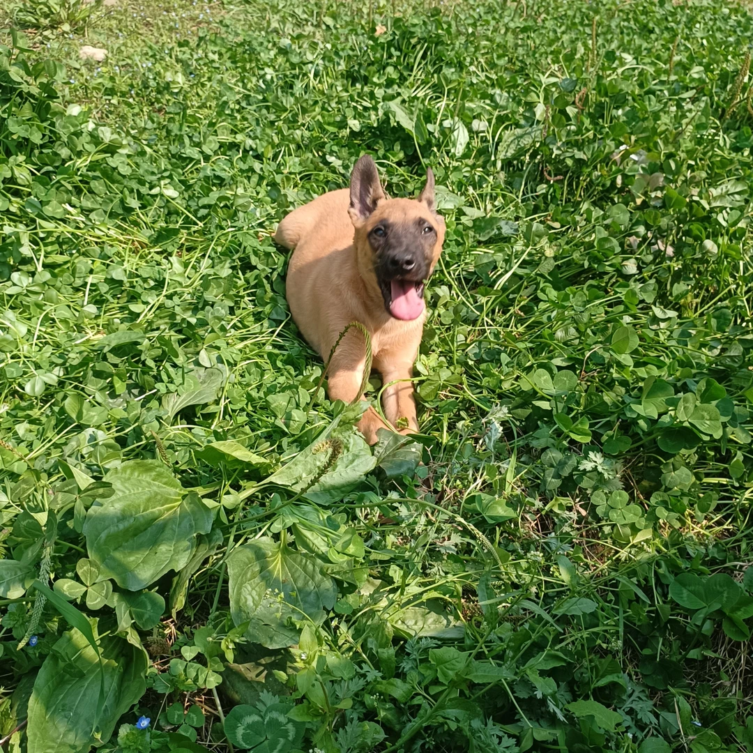 活体狗狗宠物适合家养陪伴