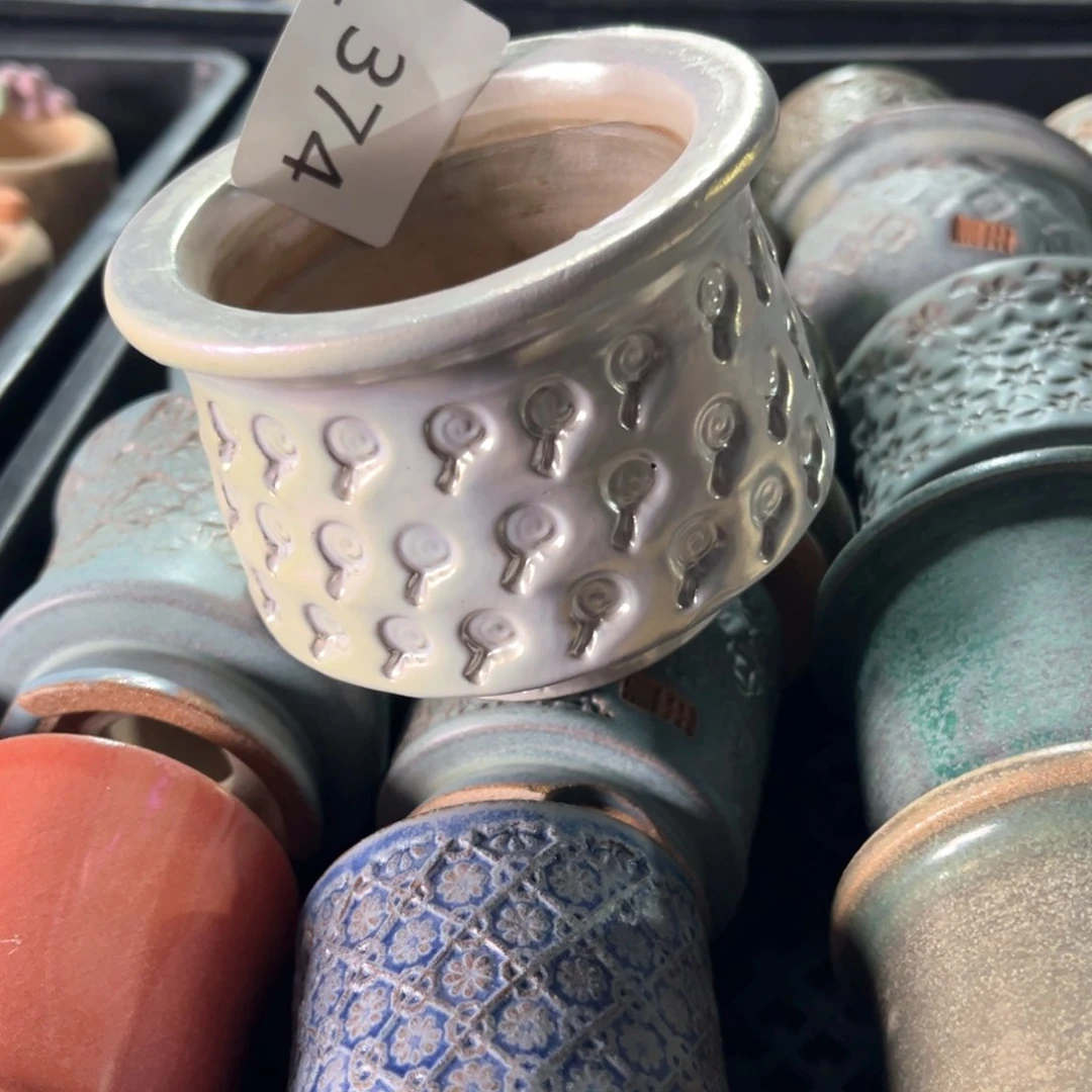 红陶豆****肉374花盆1个