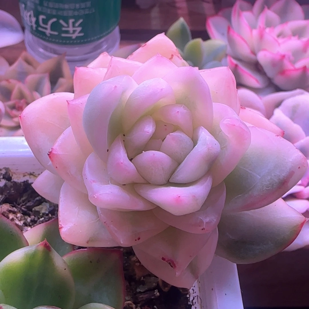 左***左左左 多肉植物锦
