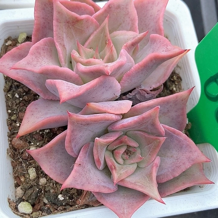 多肉植物红饺子皮602