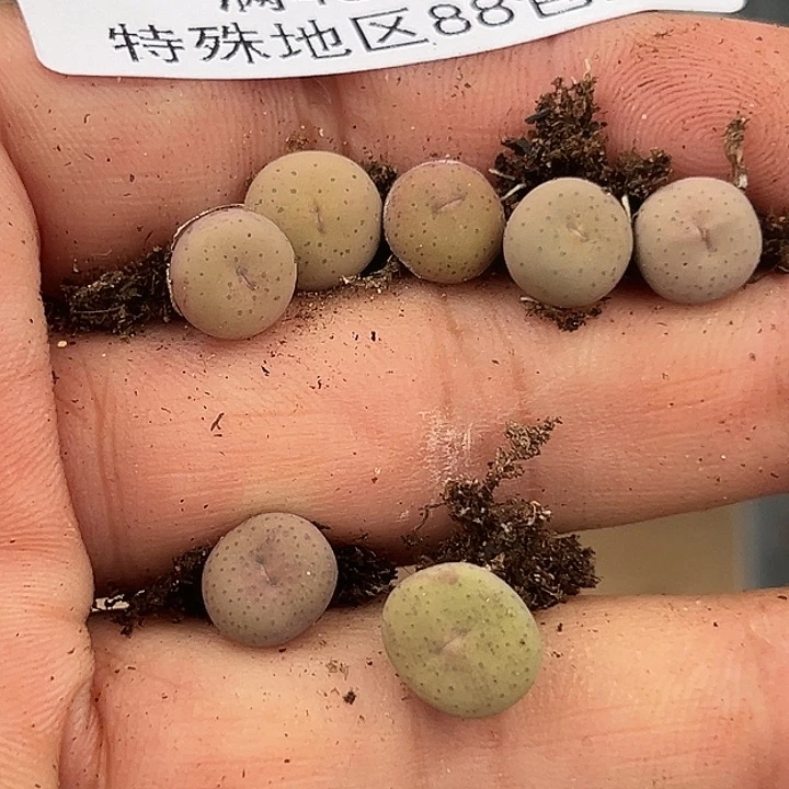 用***0536号奶油嘴7个多肉