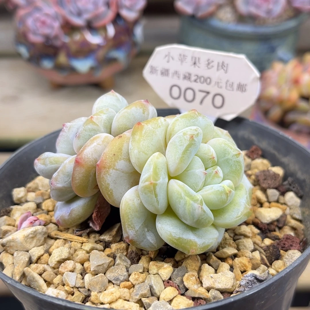 黄底紫心070/8cm2头
