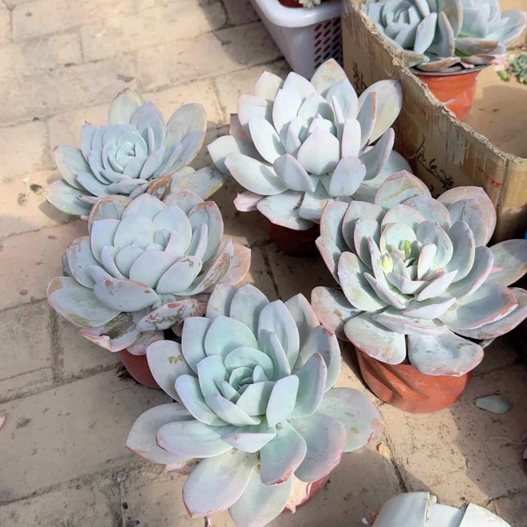 无花朵奶茶大单头