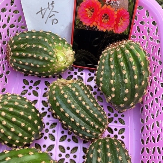 布妮塔 无根侧牙 满18包邮