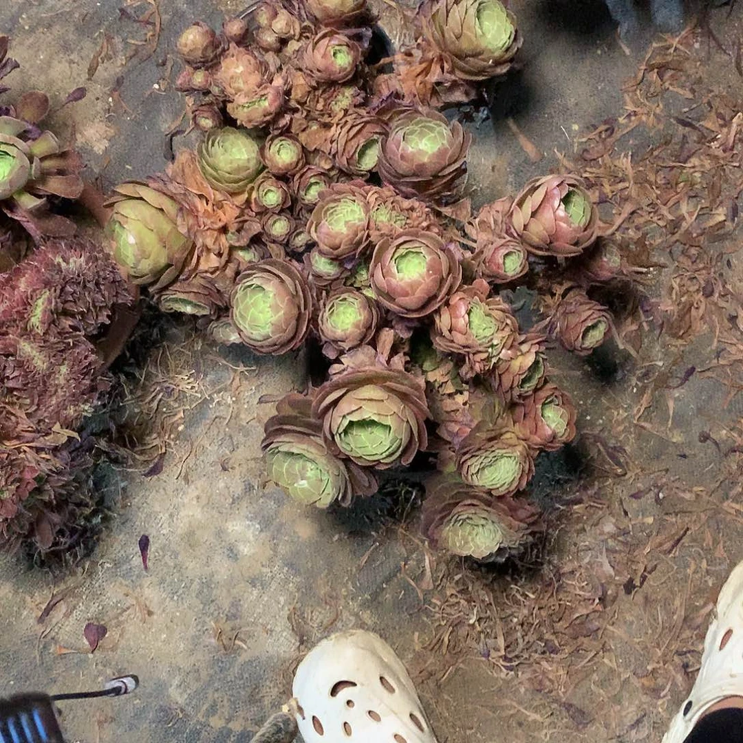 多肉多肉多肉多肉188