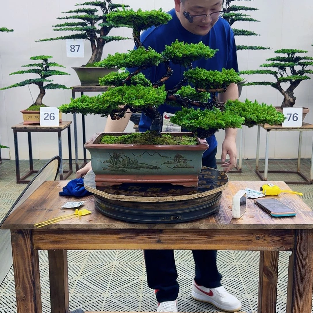 无花朵柏树造型盆景