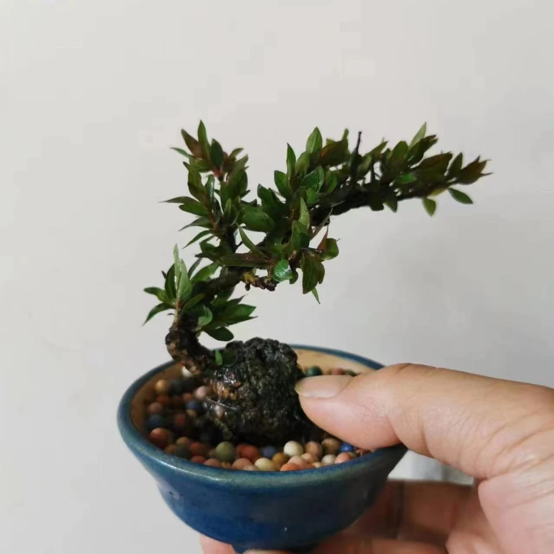 水杨梅水团花可水培可土培可鱼缸造景