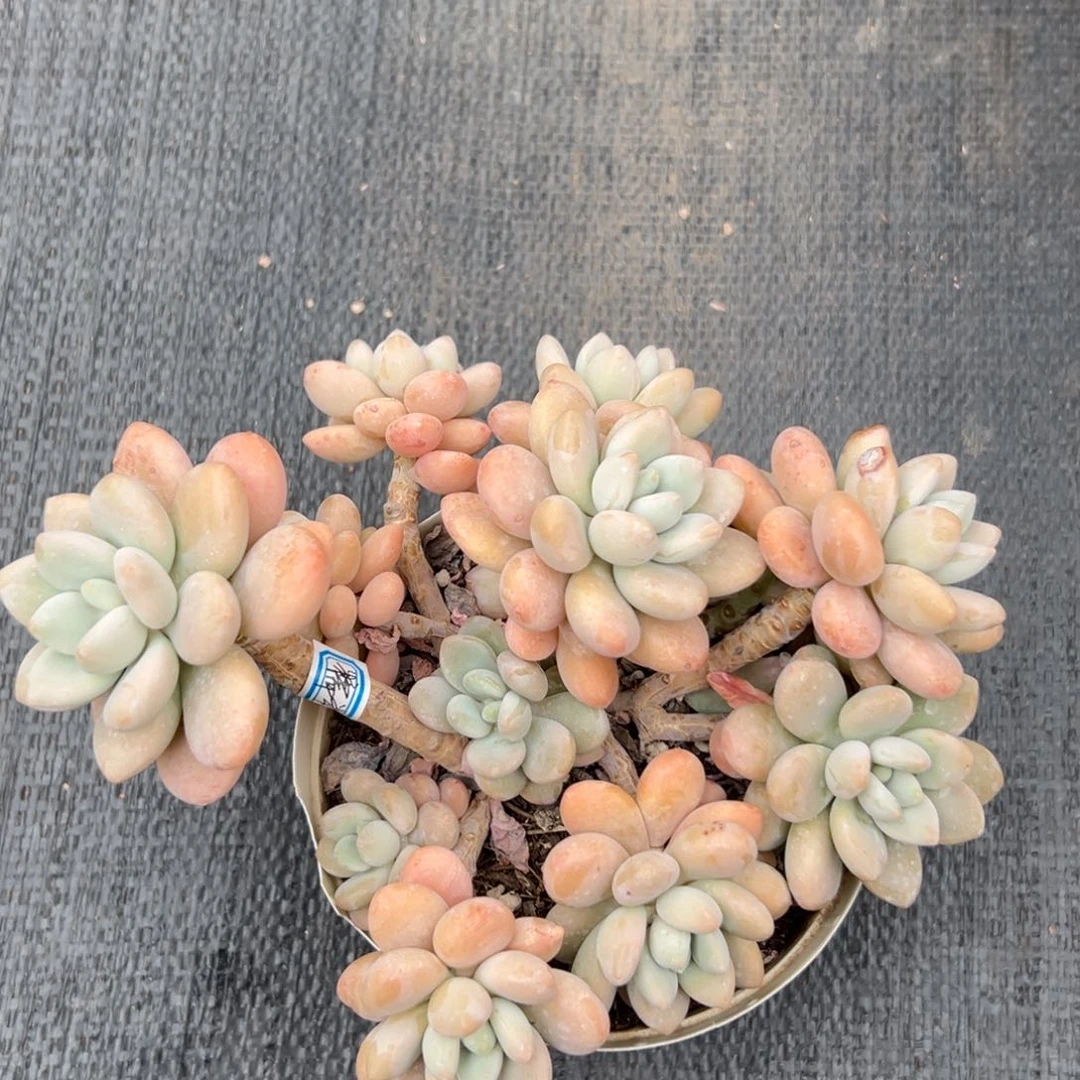 闪购2多肉群生香水洛神