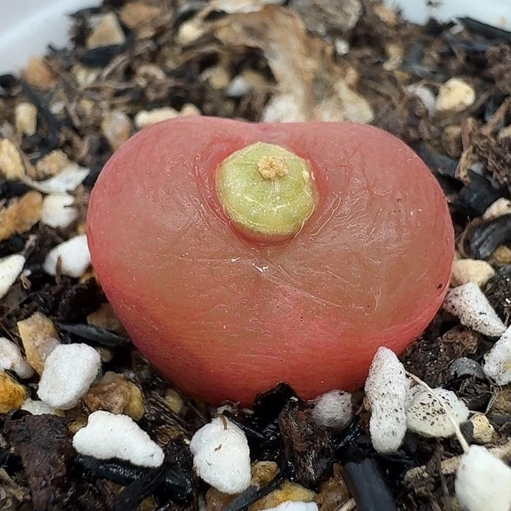 老马生石花1.8吕红1604