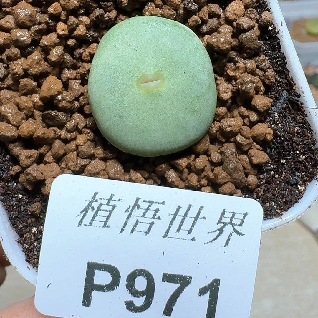 971盒多肉植物哇c g宝宝