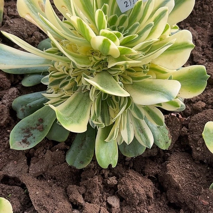 2.10-19新尼亚多肉