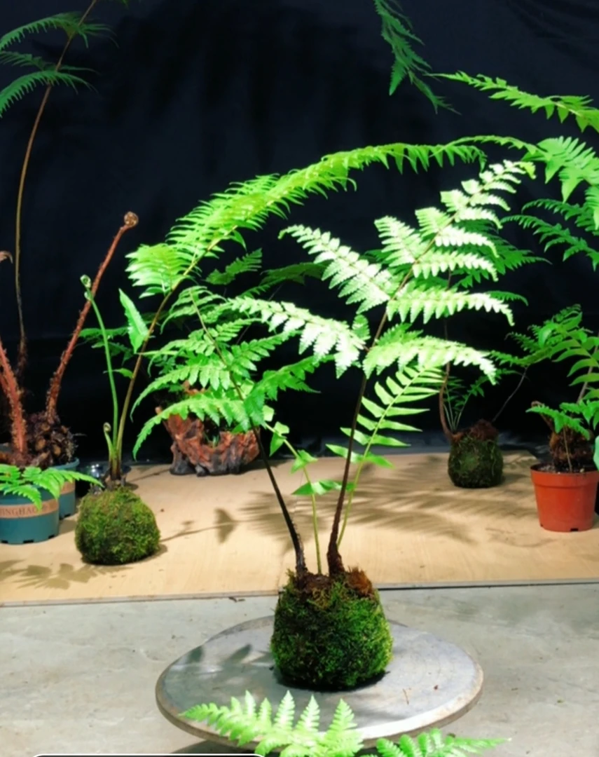 室内好养的金丝虹鳞蕨35水培苔藓球禅意绿植盆景35