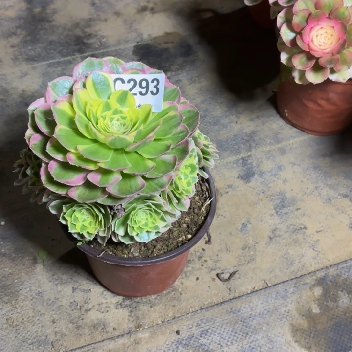 瑞妈，。。。。。。293水中月，