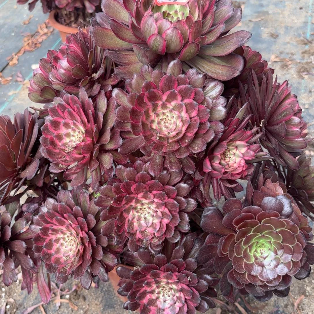 无花朵63紫霞多肉植物