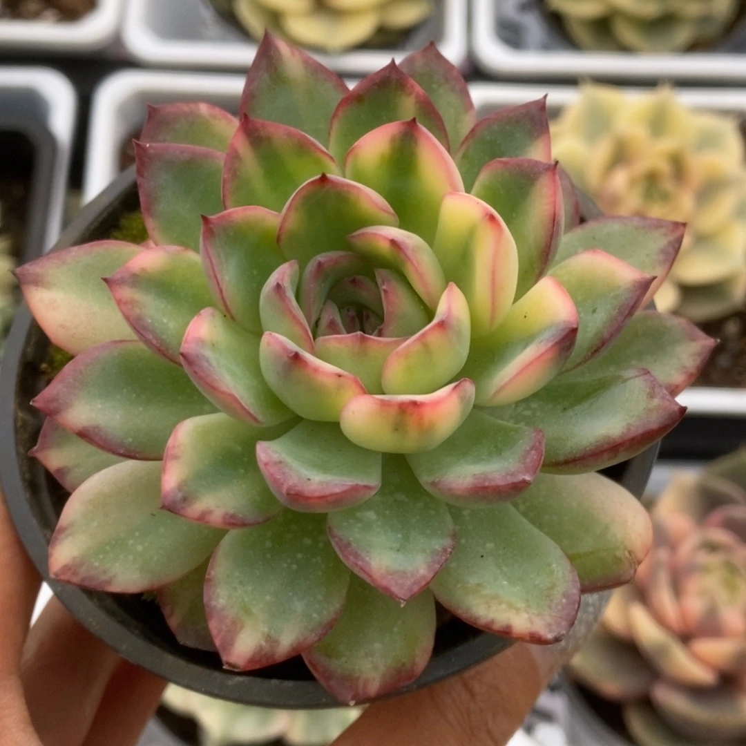 077雨燕座锦锦锦锦锦锦