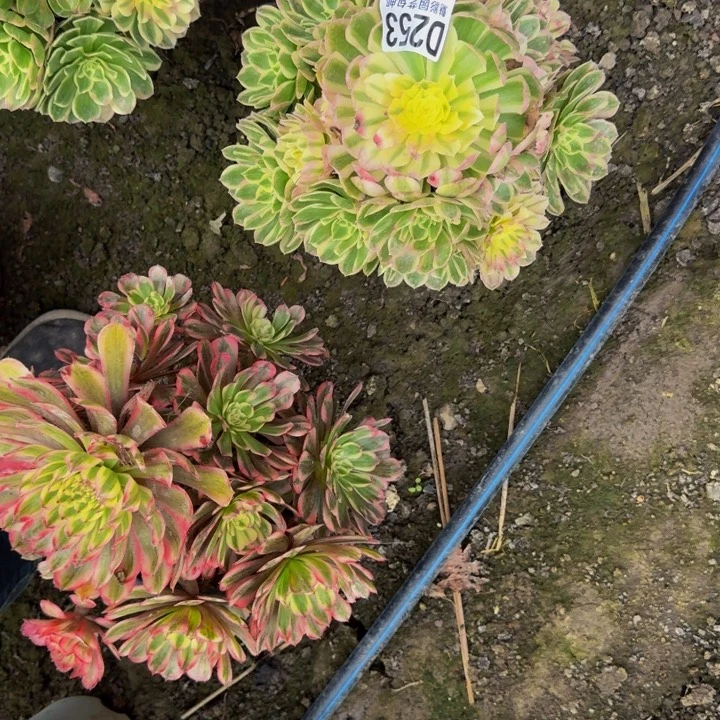 孔雀翎花25-16包邮花花