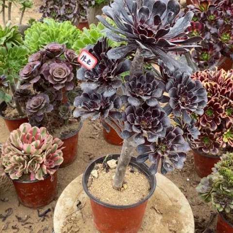 -**9巧魔法师一物一拍