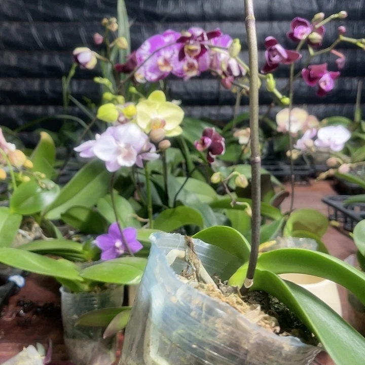 当前无花栽培后可以开花豆蔻