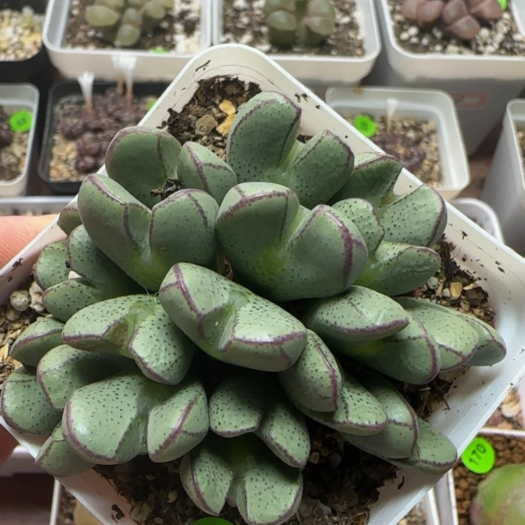 漂漂亮亮多肉植物89