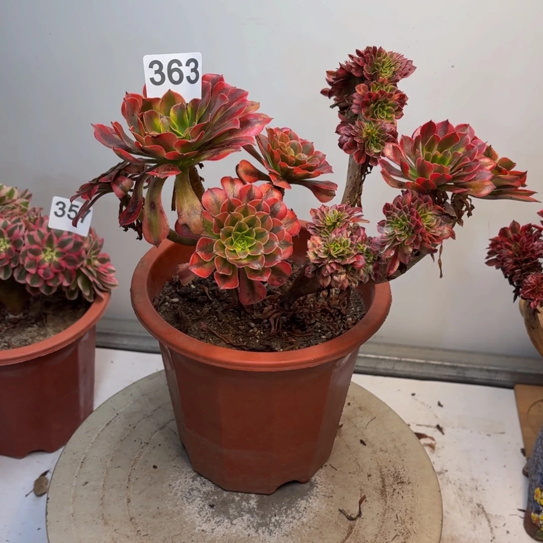 多肉植物祝融缀363