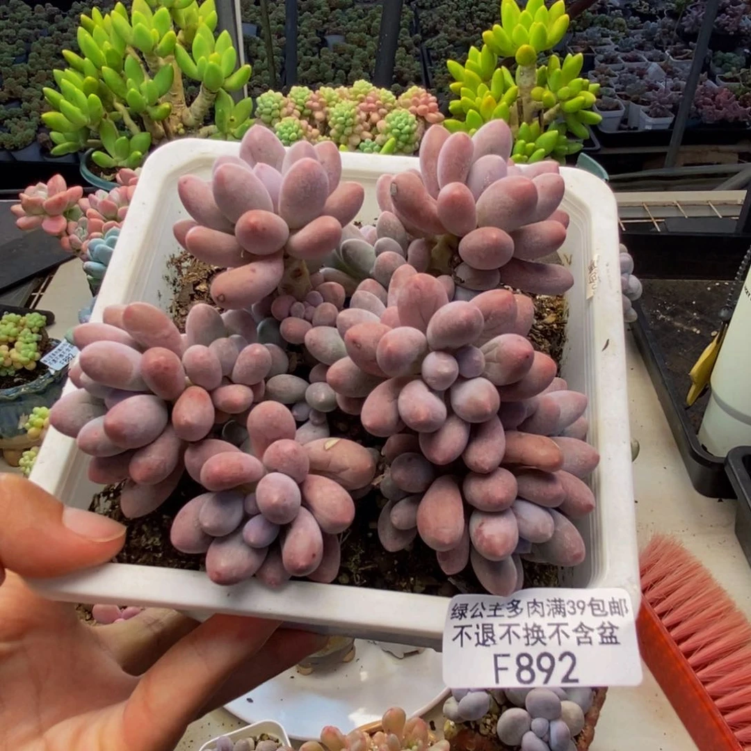 892丸叶汤圆多肉9c m