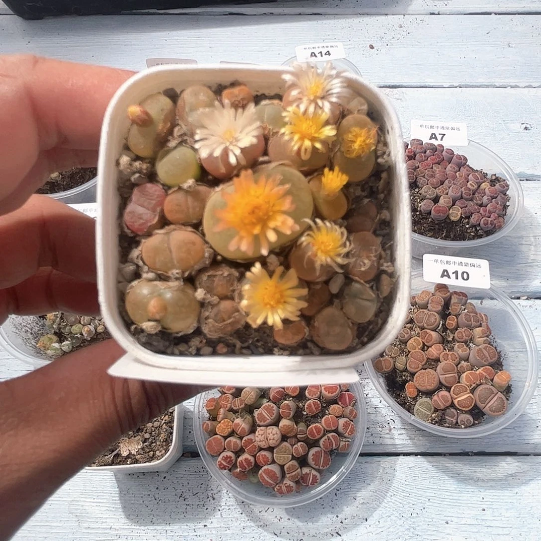 1110–番杏福利a15