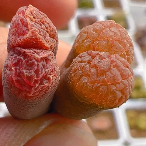 【闪购商品】25936